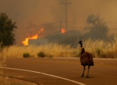 Kalifornijas savvaļas ugunsgrēkā cietušie dzīvnieki - 1