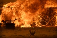 Kalifornijas savvaļas ugunsgrēkā cietušie dzīvnieki - 3