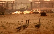 Kalifornijas savvaļas ugunsgrēkā cietušie dzīvnieki - 4