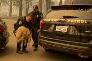 Kalifornijas savvaļas ugunsgrēkā cietušie dzīvnieki - 5