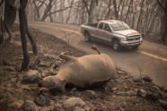 Kalifornijas savvaļas ugunsgrēkā cietušie dzīvnieki - 9