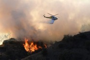 Kalifornijas savvaļas ugunsgrēkā cietušie dzīvnieki - 10