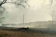 Kalifornijas savvaļas ugunsgrēkā cietušie dzīvnieki - 12