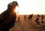 Medību ērgļi un piekūni Ēģiptē  - 11