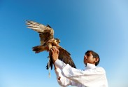 Medību ērgļi un piekūni Ēģiptē  - 16