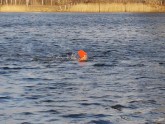 Simtgadei par godu vairāk nekā 300 cilvēki peld aukstā ūdenī - 8