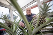Deivs Lanoe, Lielbritānijā izaudzēti ananasi un banāni,Dr Stephen Sweet, 
