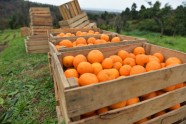 Mandarīnu novākšana Abhāzijā, Gulripši rajonā, mandarīni