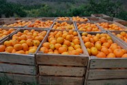 Mandarīnu novākšana Abhāzijā, Gulripši rajonā, mandarīni