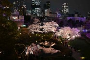 Tokijā zied ķirši, sakuras