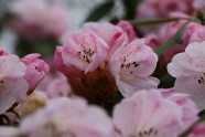 LU Botāniskajā dārzā zied Forčuna rododendrs
