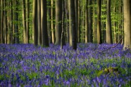 Zilo pulkstenīšu mežs Hallē, Beļģijā, pulkstenītes, pavasaris, Halle