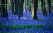 Zilo pulkstenīšu mežs Hallē, Beļģijā, pulkstenītes, pavasaris, Halle