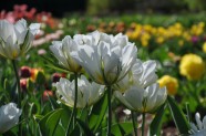 Nacionālajā Botāniskajā dārzā zied tulpes - 15