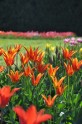 Nacionālajā Botāniskajā dārzā zied tulpes - 16