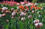 Nacionālajā Botāniskajā dārzā zied tulpes - 17