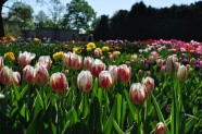 Nacionālajā Botāniskajā dārzā zied tulpes - 18