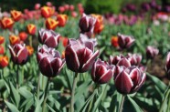 Nacionālajā Botāniskajā dārzā zied tulpes - 19