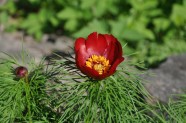 Nacionālajā Botāniskajā dārzā zied tulpes - 21