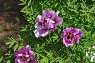 Peoniju ziedēšana Nacionālajā botāniskajā dārzā - 9