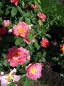 Rožu ziedēšana Rundāles pilī  - 4