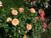 Rožu ziedēšana Rundāles pilī  - 5
