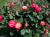 Rožu ziedēšana Rundāles pilī  - 6