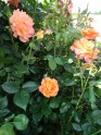 Rožu ziedēšana Rundāles pilī  - 9