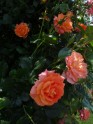 Rožu ziedēšana Rundāles pilī  - 10