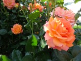Rožu ziedēšana Rundāles pilī  - 11