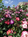 Rožu ziedēšana Rundāles pilī  - 12