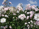 Rožu ziedēšana Rundāles pilī  - 15