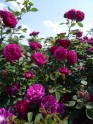 Rožu ziedēšana Rundāles pilī  - 18