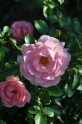 Botāniskais dārzs, rozes, roze, NBD
