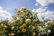 Rundāles pils parkā zied rozes - 9