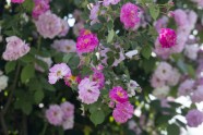 Rundāles pils parkā zied rozes - 16