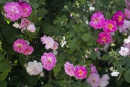 Rundāles pils parkā zied rozes - 17
