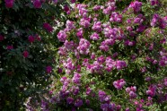 Rundāles pils parkā zied rozes - 18