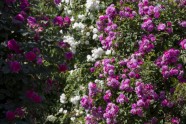 Rundāles pils parkā zied rozes - 21