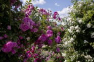 Rundāles pils parkā zied rozes - 23