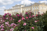 Rundāles pils parkā zied rozes - 33