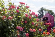 Rundāles pils parkā zied rozes - 36