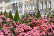Rundāles pils parkā zied rozes - 40