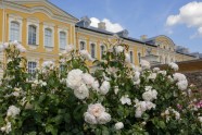 Rundāles pils parkā zied rozes - 44