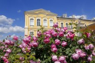 Rundāles pils parkā zied rozes - 46