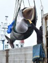 Japāņu vaļu mednieki atrāda lomu - 3
