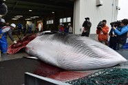 Japāņu vaļu mednieki atrāda lomu - 9