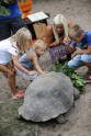 Galapagas bruņurupuču svēršana 2019 - 31
