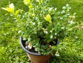 Dārza brūklenes (Vaccinium vitis-idaea), brūklenes, brūklene, dārza brūklenes