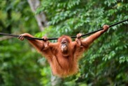 Sumatras orangutans